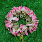 Orchid Bridal Veni