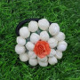 Tiny Rose Jasmine Hair Band